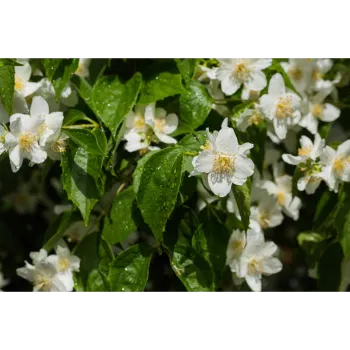 Natural Jasmine Plants